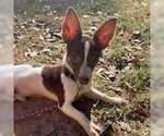 Small Photo #2 Rat Terrier Puppy For Sale in Matthews, NC, USA