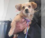 Small Chihuahua Mix