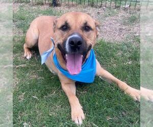 American Staffordshire Terrier-Unknown Mix Dogs for adoption in San Antonio, TX, USA