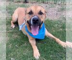 Small American Staffordshire Terrier Mix