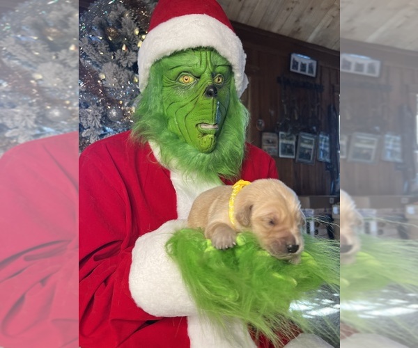 Medium Photo #2 Golden Retriever Puppy For Sale in NEOLA, WV, USA