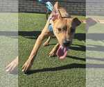 Small Photo #2 Labrador Retriever-Unknown Mix Puppy For Sale in Raleigh, NC, USA