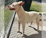 Small #3 American Pit Bull Terrier Mix