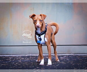 Basenji-Unknown Mix Dogs for adoption in Salt Lake City, UT, USA