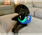 Small Photo #26 Goldendoodle (Miniature) Puppy For Sale in CAPE CORAL, FL, USA
