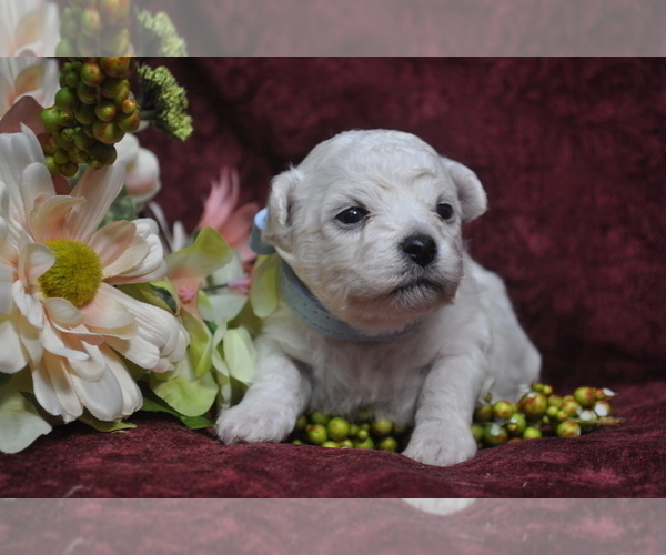 Medium Photo #6 Bichon Frise Puppy For Sale in BREMEN, GA, USA
