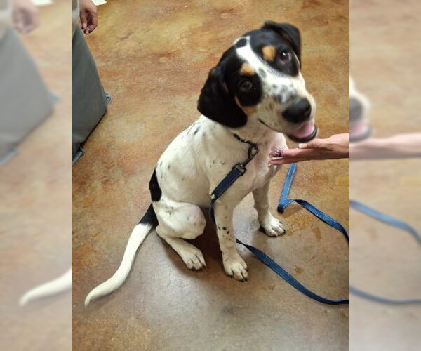 Medium Photo #3 Beagle Walker Coonhound Puppy For Sale in Mountain View, AR, USA