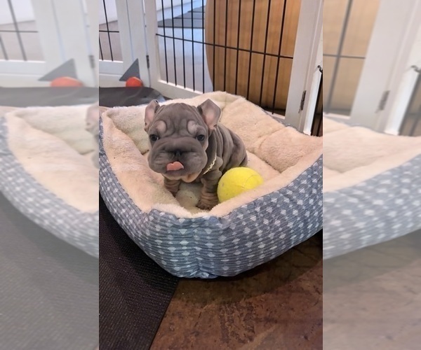 Medium Photo #7 French Bulldog Puppy For Sale in LONG BEACH, CA, USA