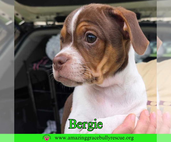 Medium Photo #1 Mutt Puppy For Sale in Pensacola, FL, USA