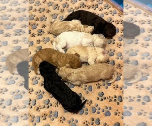 Poodle (Standard) Puppy for sale in LONGWOOD, FL, USA