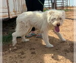 Small #3 Mutt