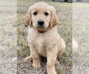 Golden Retriever Puppy for sale in EUSTACE, TX, USA