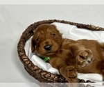 Small #1 Goldendoodle