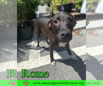 Small #7 Labrador Retriever Mix