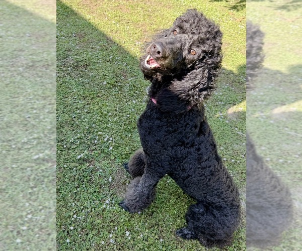Medium Photo #1 Poodle (Standard) Puppy For Sale in NAPLES, FL, USA