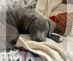 Small #2 American Staffordshire Terrier Mix