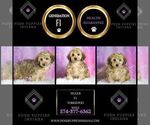 Small #5 Yorkipoo