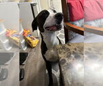 Small #2 American Pit Bull Terrier