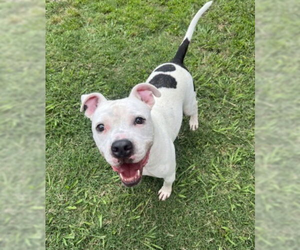 Medium Photo #3 American Pit Bull Terrier-Unknown Mix Puppy For Sale in Plano, TX, USA