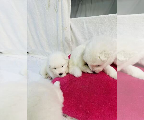 Medium Photo #13 Samoyed Puppy For Sale in DALY CITY, CA, USA