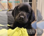 Small Photo #25 Labrador Retriever Puppy For Sale in POCAHONTAS, IL, USA