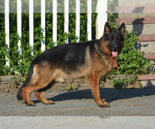 Medium Photo #1 German Shepherd Dog Puppy For Sale in NEWVILLE, PA, USA