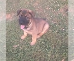 Puppy 5 Malinois