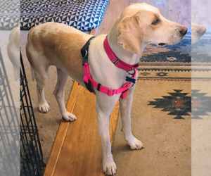 Esther - Female English Coonhound-Unknown Mix Dog for Adoption - Photo #3