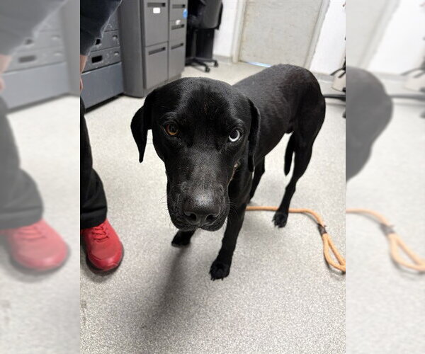Medium Photo #1 Labrador Retriever-Unknown Mix Puppy For Sale in Palmetto, FL, USA