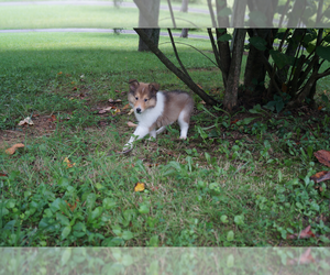 Collie Puppy for Sale in GRAY, Kentucky USA