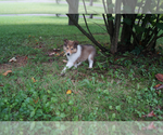 Small Photo #1 Collie Puppy For Sale in GRAY, KY, USA
