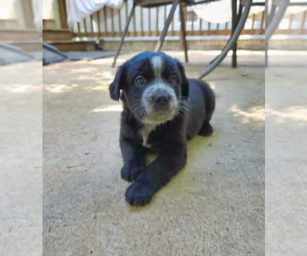 Medium Photo #3 Shepweiller Puppy For Sale in Raleigh, NC, USA