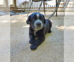 Small #2 Shepweiller