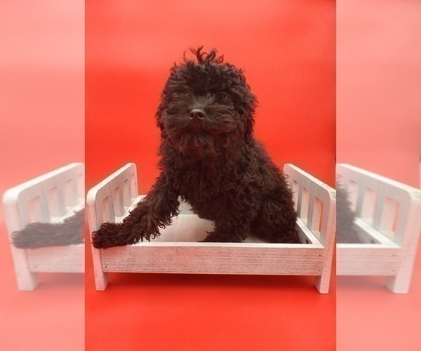 Medium Photo #2 Poodle (Miniature) Puppy For Sale in GOSHEN, IN, USA