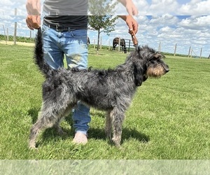 Father of the Blue Gascony Griffon puppies born on 06/15/2026