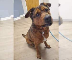 Admiral - Male American Staffordshire Terrier Dog for Adoption - Photo #24
