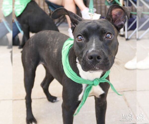 Medium Photo #5 Boston Terrier-Unknown Mix Puppy For Sale in Washington, DC, USA
