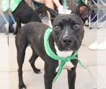 Small #4 Boston Terrier Mix
