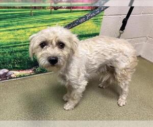 Maltese-Unknown Mix Dogs for adoption in Moreno Valley, CA, USA