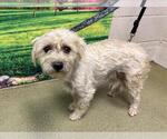 Small Maltese Mix