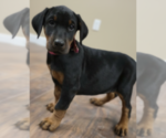 Small Photo #21 Doberman Pinscher Puppy For Sale in BEGGS, OK, USA