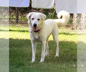 Great Pyrenees Dogs for adoption in Spring, TX, USA