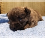 Small Photo #2 Pom-A-Nauze Puppy For Sale in CANBY, OR, USA