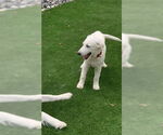 Small #10 Great Pyrenees