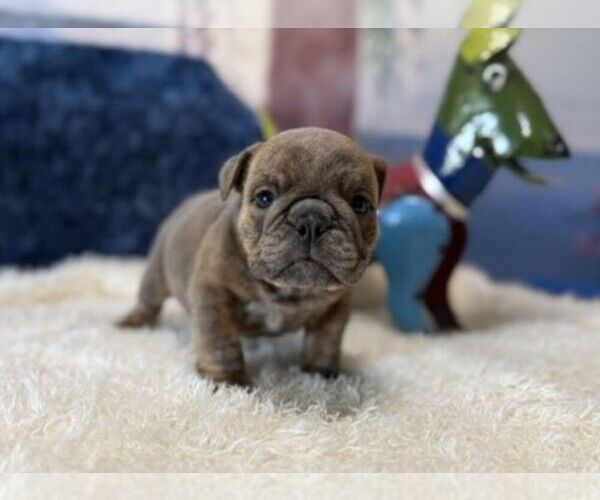 Medium Photo #4 English Bulldog Puppy For Sale in OOLOGAH, OK, USA