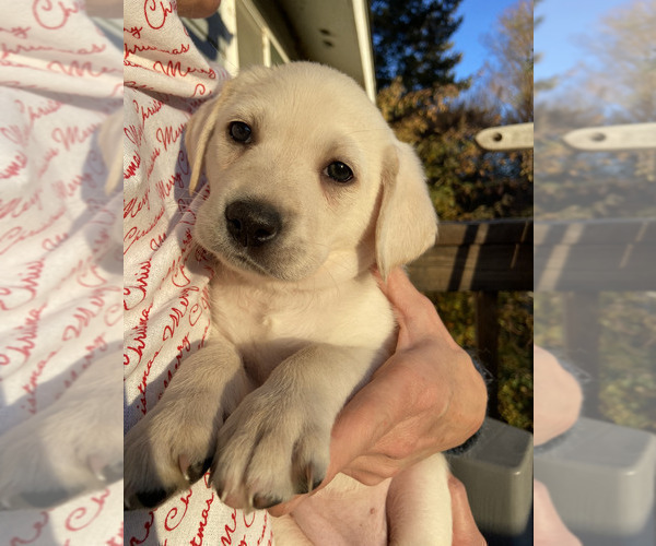 Medium Photo #2 Labrador Retriever Puppy For Sale in BREWSTER, WA, USA