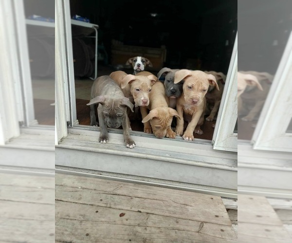 Medium Photo #1 American Pit Bull Terrier Puppy For Sale in St Catharines, Ontario, Canada