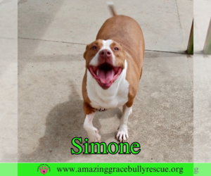 Simone - Female American Staffordshire Terrier-Unknown Mix Dog for Adoption - Photo #9