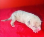 Puppy 9 American Bully