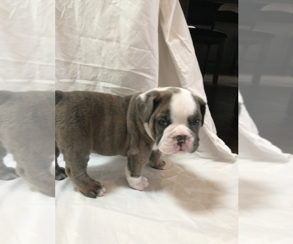 Medium Photo #1 Bulldog Puppy For Sale in SCOTTSDALE, AZ, USA